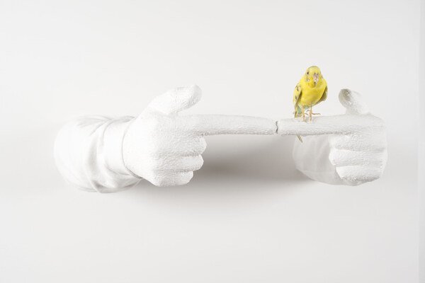 Canary